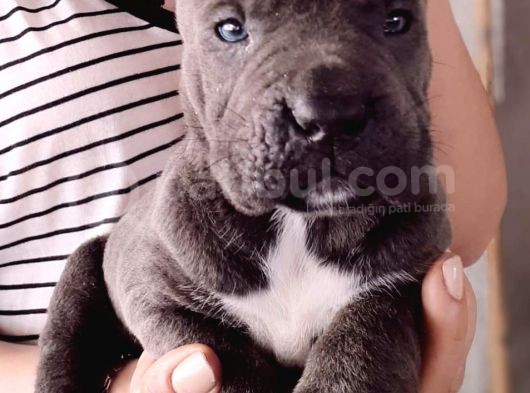 Satilik Cane Corso Yavrulari görsel