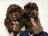 Satilik Malti̇poo Yavruları
