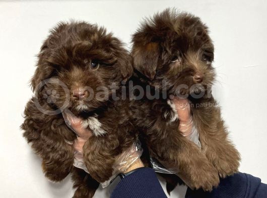 Satilik Malti̇poo Yavruları görsel