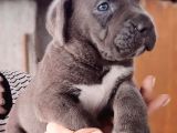 Satilik Cane Corso Yavrulari