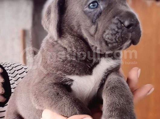 Satilik Cane Corso Yavrulari görsel