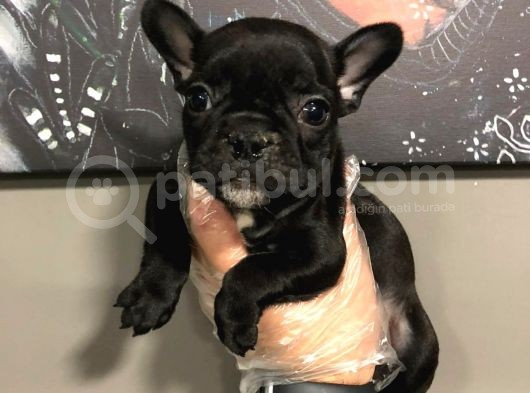 Satilik French Bulldog Yavrulari görsel