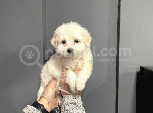 Satilik Maltese Terri̇er Yavrulari görsel