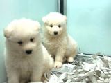Satilik Samoyed Yavrulari