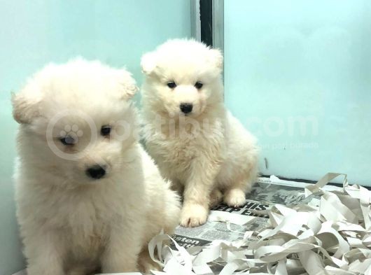 Satilik Samoyed Yavrulari görsel
