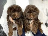 Satilik Malti̇poo Yavruları