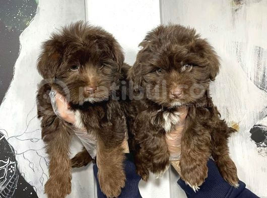 Satilik Malti̇poo Yavruları görsel