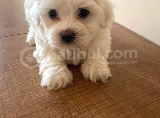 2 Aylik Di̇şi̇ Maltese Terri̇er görsel