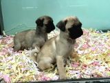 Satilik Pug Yavrulari