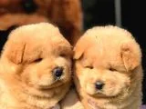 Satilik Chow Chow Yavrulari