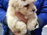 Maltipoo Bebeklerimiz