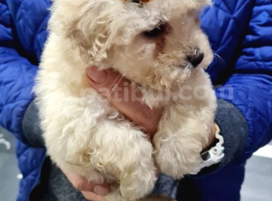 Maltipoo Bebeklerimiz görsel