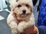 Maltipoo Bebeklerimiz