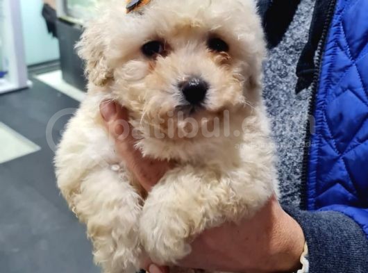Maltipoo Bebeklerimiz görsel