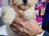 Maltipoo Bebeklerimiz