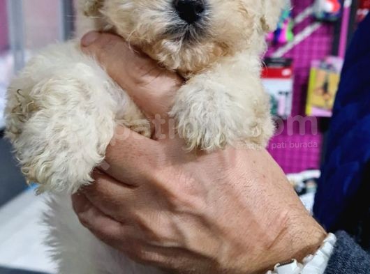 Maltipoo Bebeklerimiz görsel