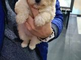 Maltipoo Bebeklerimiz
