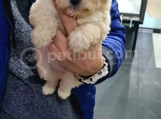 Maltipoo Bebeklerimiz