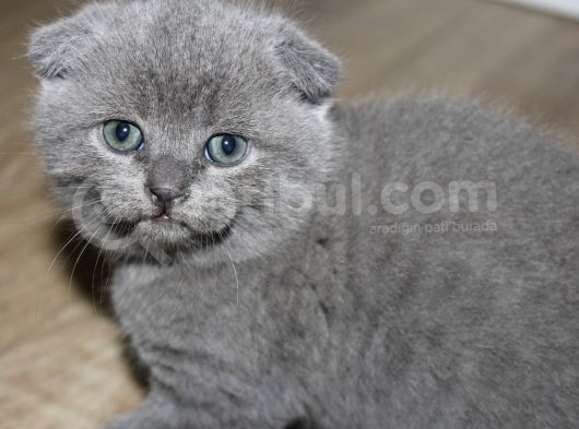 Minik Oglum görsel