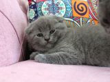 Minik Oglum