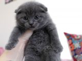 Minik Oglum