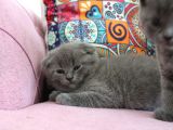 Minik Oglum