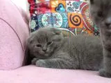 Minik Oglum