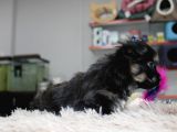 0 Numara Morkie Erkek