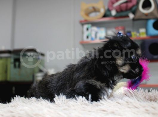 0 Numara Morkie Erkek görsel