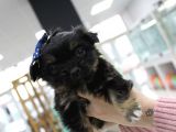 0 Numara Morkie Erkek