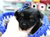 0 Numara Morkie Erkek