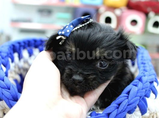 0 Numara Morkie Erkek görsel
