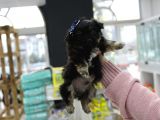 0 Numara Morkie Erkek