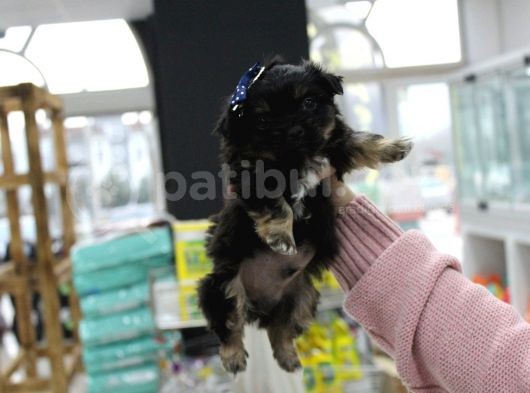 0 Numara Morkie Erkek görsel