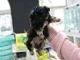 0 Numara Morkie Erkek