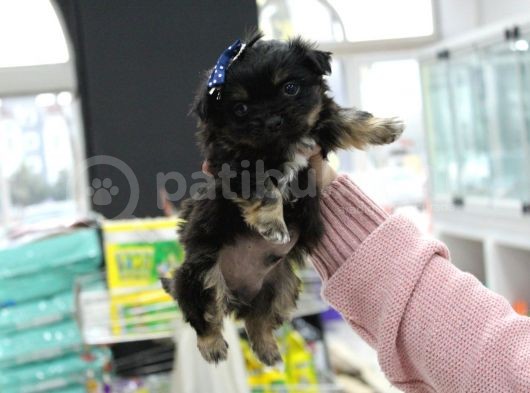 0 Numara Morkie Erkek görsel
