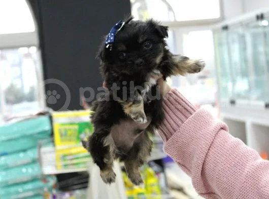 0 Numara Morkie Erkek