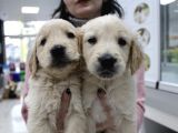 Koca Golden Retriever Bebeklerim