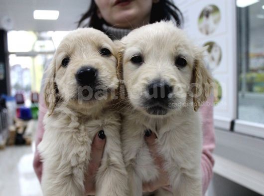 Koca Golden Retriever Bebeklerim görsel