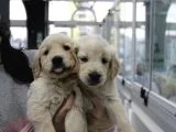Koca Golden Retriever Bebeklerim