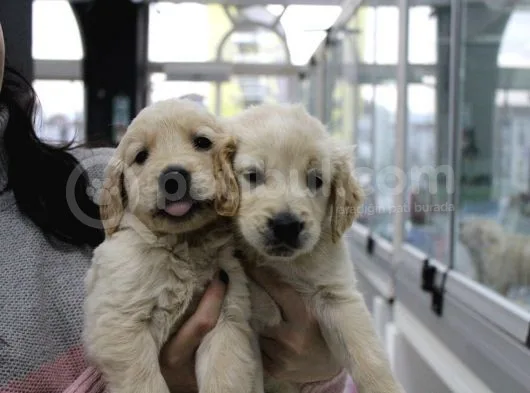 Koca Golden Retriever Bebeklerim