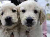 Koca Golden Retriever Bebeklerim