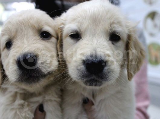 Koca Golden Retriever Bebeklerim görsel