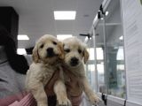 Koca Golden Retriever Bebeklerim