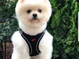 Secereli Eğitimli Sevimli Pomeranian