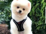 Secereli Eğitimli Sevimli Pomeranian