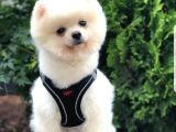 Secereli Eğitimli Sevimli Pomeranian