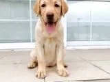Fci Secereli Şampanya Labrador Yavrularımız