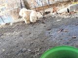 Erkek Terri̇er Kisir Deği̇l