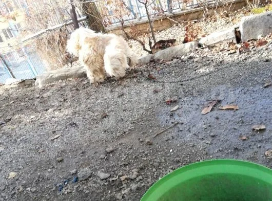 Erkek Terri̇er Kisir Deği̇l